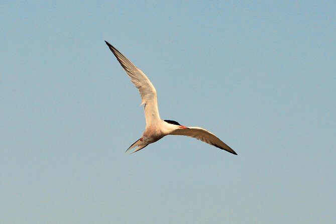 Full day tour to Texel - Friesian Islands - from Amsterdam - Ferry to Texel: where the day really starts