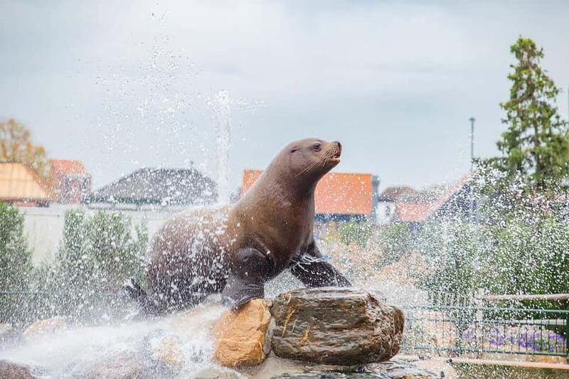 Harderwijk: Dolfinarium Entry Ticket - Practical Visit Tips: What to Bring and What to Skip