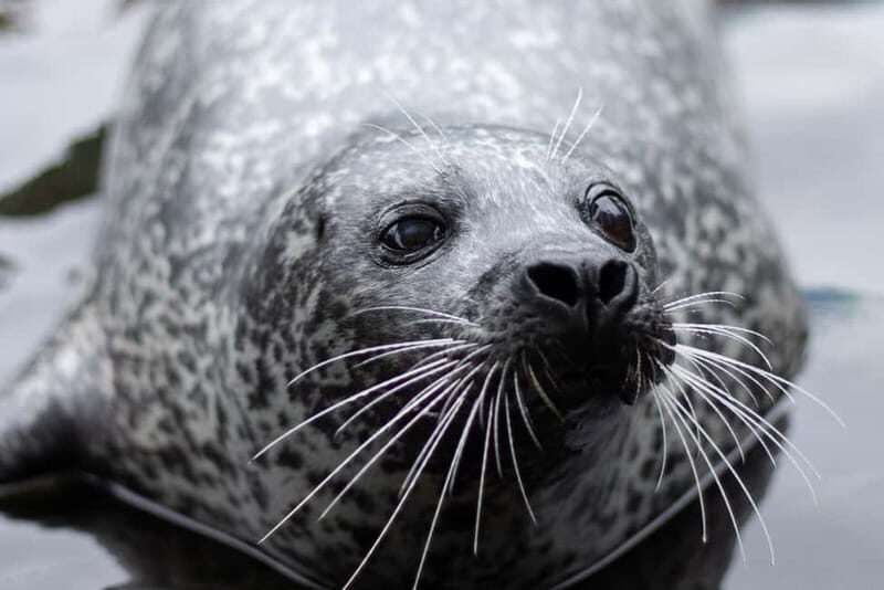 Harderwijk: Dolfinarium Entry Ticket - Who Should Book Dolfinarium Harderwijk?