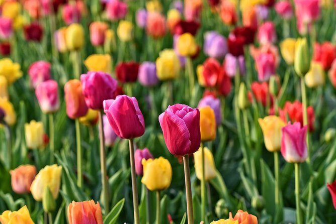 Keukenhof, Flower Fields, Volendam and Zaanse Schans Small-Group Tour - Kooijman clogs and Catharina Hoeve cheese: small stops with big character