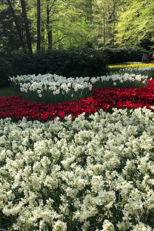 Keukenhof, Tulip Farm, Flower Fields & Windmills - Key highlights worth your attention