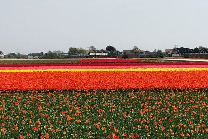 Keukenhof, Tulip Farm, Flower Fields & Zaanse Schans Windmills - Price and value: what $349.13 per person buys you (and what it doesn’t)