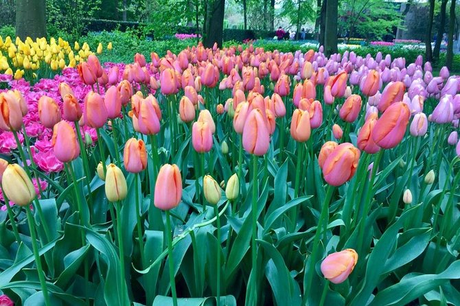 Keukenhof's Tulips and Windmills Small-Group Tour from Amsterdam - Keukenhof Gardens: using 3 hours without feeling rushed
