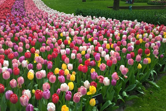 Keukenhof's Tulips and Windmills Small-Group Tour from Amsterdam - Zaanse Schans first: the windmill village that explains the Netherlands