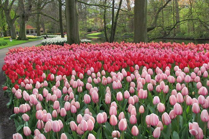 Private Day Trip from Amsterdam to Keukenhof with Entrance Tickets - Your 4 Hours Inside Keukenhof: How to Use the Time Well