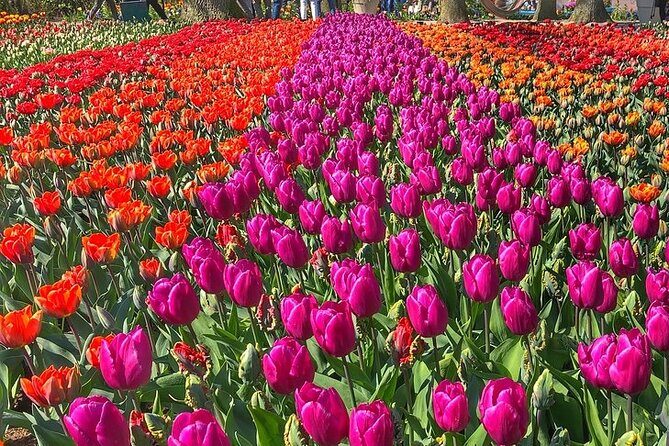 Private Day Trip to Keukenhof Gardens with Entrance Tickets - Should you book this Keukenhof private day trip?