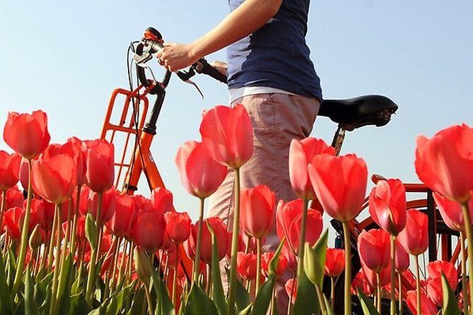 Private Guided Full-Day Customizable Tour of Holland from Amsterdam - Museum and Art Add-Ons When You Want More Than Countryside
