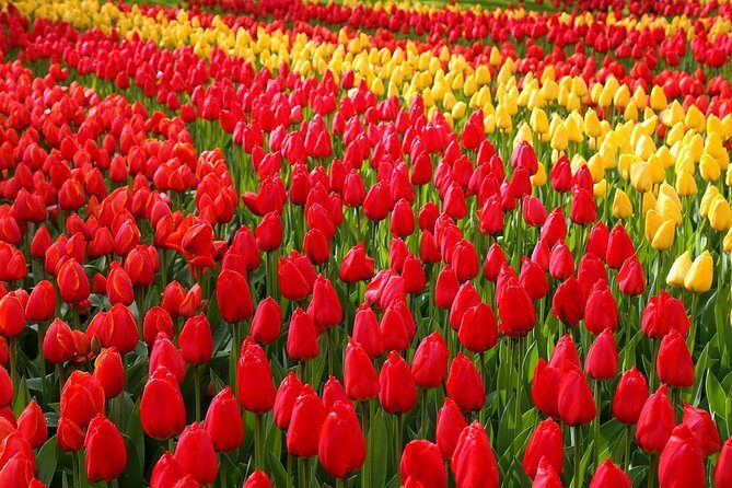 Private Half-Day Trip From Amsterdam to The Tulip Fields in Keukenhof - Key highlights at a glance