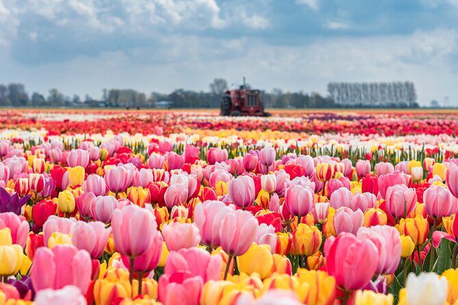 Private Keukenhof Gardens and Tulip Fields Tour from Amsterdam - Keukenhof in April, Done Like a Grown-Up Day Trip