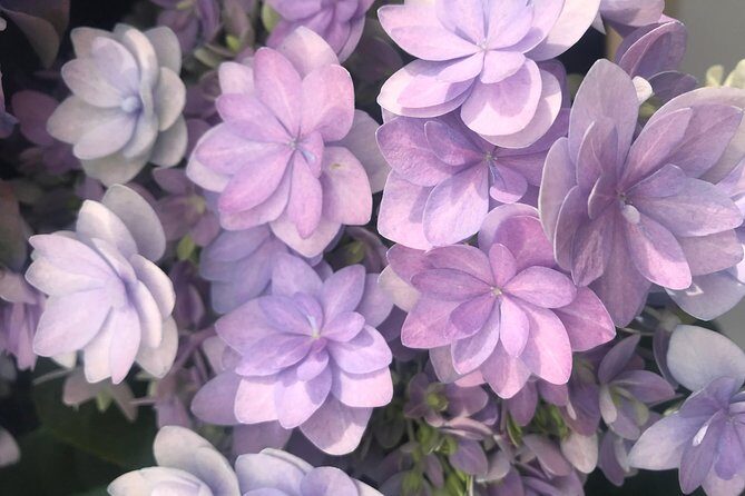 Private Tour to the Keukenhof and Tulip Fields - Keukenhof timing: gardens, tickets, and what happens early in the season