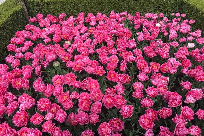 Private Tour to the Keukenhof and Tulip Fields - Your pace and your priorities: how the private format really helps