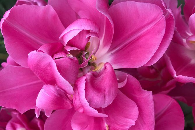 Private Tour to the Keukenhof and Tulip Fields - Price and ticket reality: what $318.70 covers, and what it does not