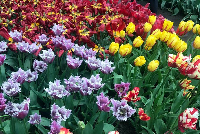 Private Tour to the Keukenhof and Tulip Fields - Getting there smoothly: pickup points, duration, and comfort tips