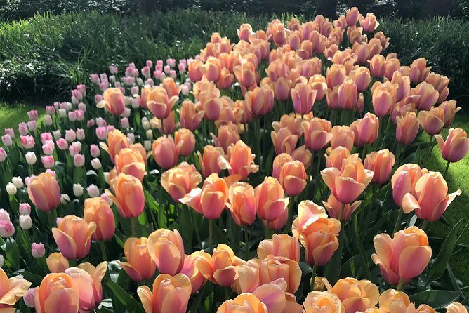 Private Tour to the Keukenhof and Tulip Fields - Who should book this tour, and who might not need it