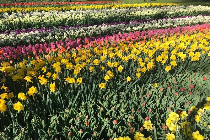 Private Tour to the Keukenhof and Tulip Fields - De Tulperij: the quick field break for photos and a snack