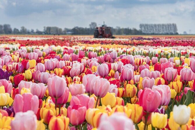 Private Tour to Tulips, Keukenhof, Windmills & Cheese Farm - A full day of tulips, flowers, windmills, and cheese without the hassle