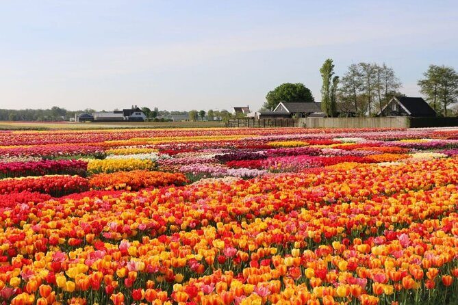 Private Tour to Tulips, Keukenhof, Windmills & Cheese Farm - Getting from Amsterdam: pickup, comfort, and the 8-hour rhythm