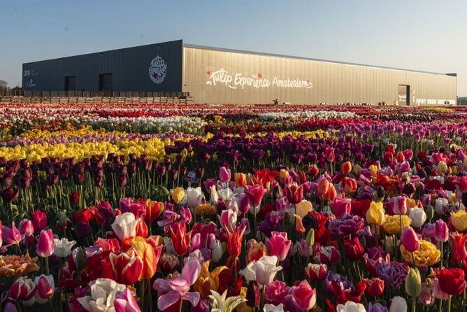 Private Tour to Tulips, Keukenhof, Windmills & Cheese Farm - Who this private tour is perfect for