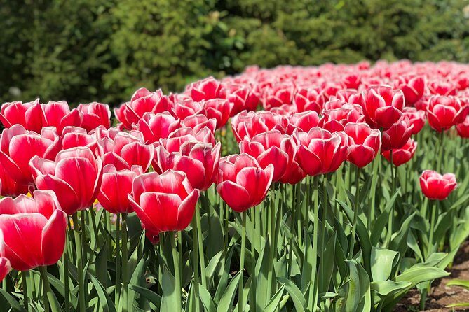 Private Tour to Windmills Zaanse Schans +Keukenhof - 7 Hours - When to book and how to plan around Keukenhof season