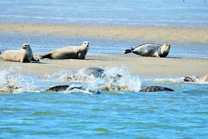 Seal Safari at UNESCO Site Waddensea from Amsterdam - UNESCO Wadden Sea: tidal flats, seals, and bird life you can actually understand