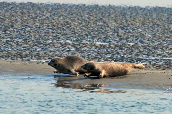 Seal Safari at UNESCO Site Waddensea from Amsterdam - Who should book this Seal Safari, and who should think twice