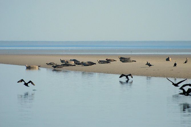 Seal Safari at UNESCO Site Waddensea from Amsterdam - Should you book the Wadden Sea Seal Safari from Amsterdam?