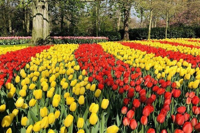 Skip-the-Line Keukenhof Gardens and Tulip Fields Tour from Amsterdam - Who this tour suits best (and who should consider alternatives)