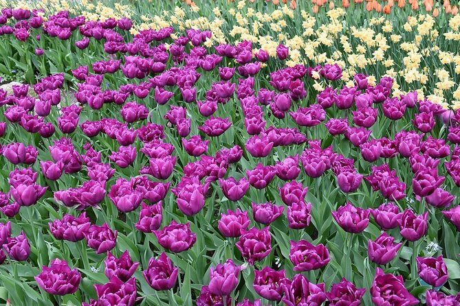 Tour to Giethoorn and Keukenhof Tulip Fields from Amsterdam - Who this tour suits best (and who should think twice)